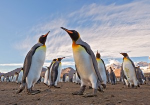 foto pinguins conxa gen 23